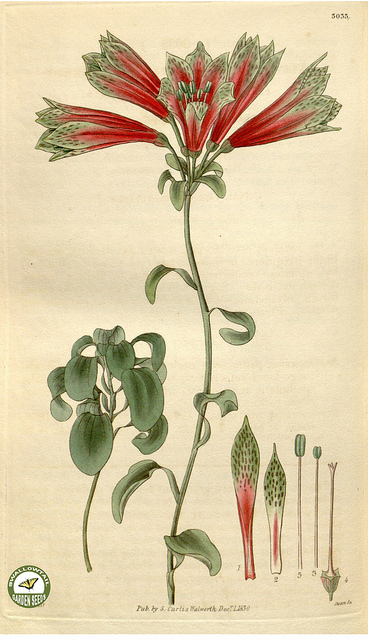 Alstroemeria pulchella (Alstroemeria pulchella)