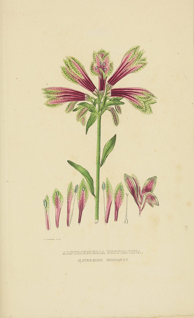 Alstroemeria pulchella