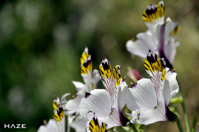 Alstroemeria pulchra (Alstroemeria pulchra)