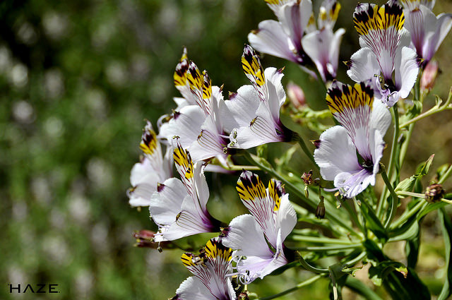 Alstroemeria pulchra