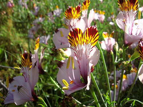Alstroemeria pulchra