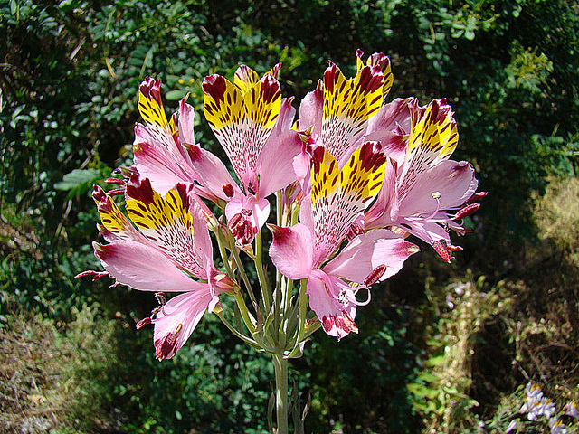 Alstroemeria pulchra