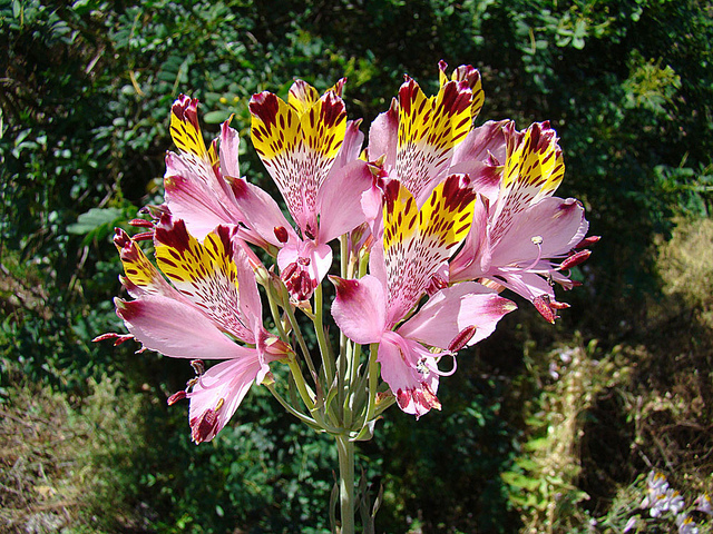 Alstroemeria pulchra