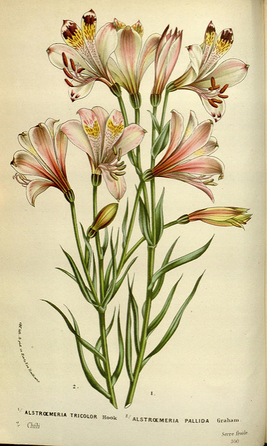 Alstroemeria pulchra