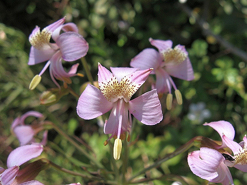 Alstroemeria revoluta