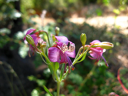 Alstroemeria revoluta (Alstroemeria revoluta)
