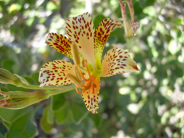 Alstroemeria versicolor
