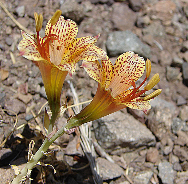 Alstroemeria versicolor (Alstroemeria versicolor)