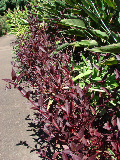 Alternanthera brasiliana