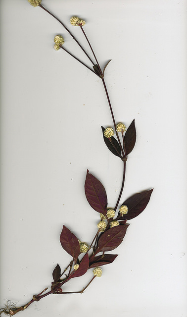 Alternanthera brasiliana