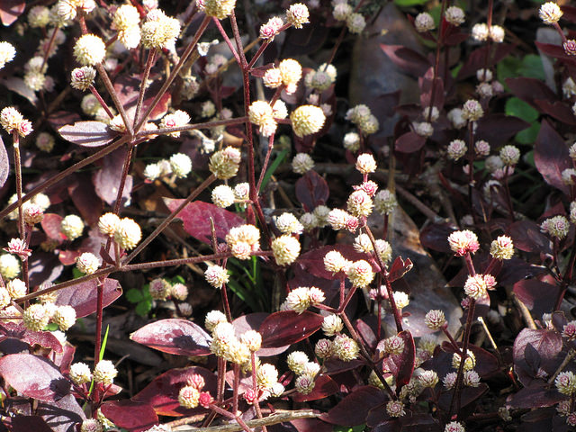 Alternanthera brasiliana