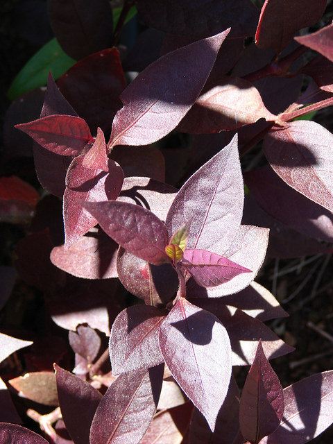 Alternanthera brasiliana