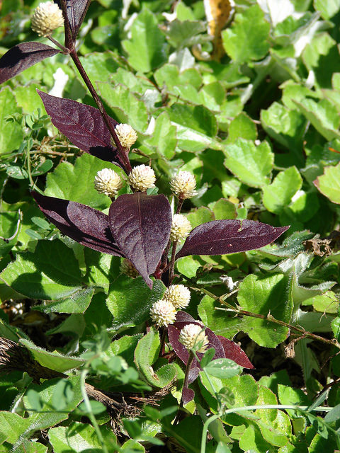 Alternanthera brasiliana
