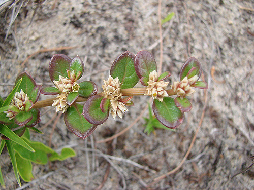 Alternanthera maritima
