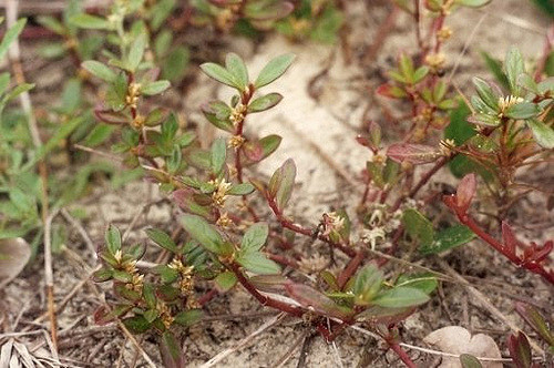 Alternanthera maritima (Alternanthera maritima)