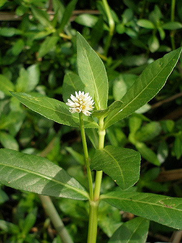 Alligator weed
