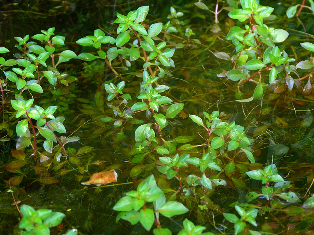 Alligator weed