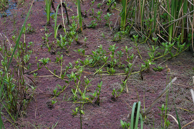 Alligator weed