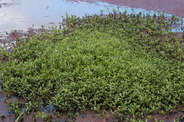 Alligator weed