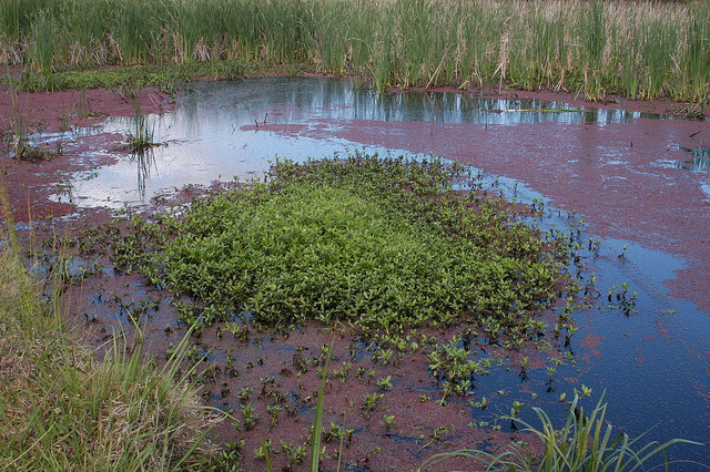 Alligator weed