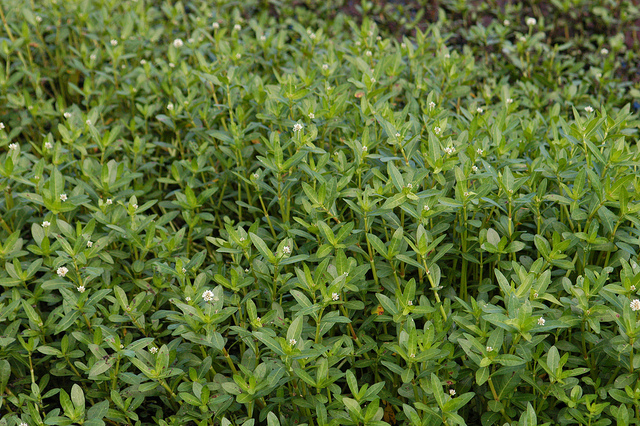 Alligator weed