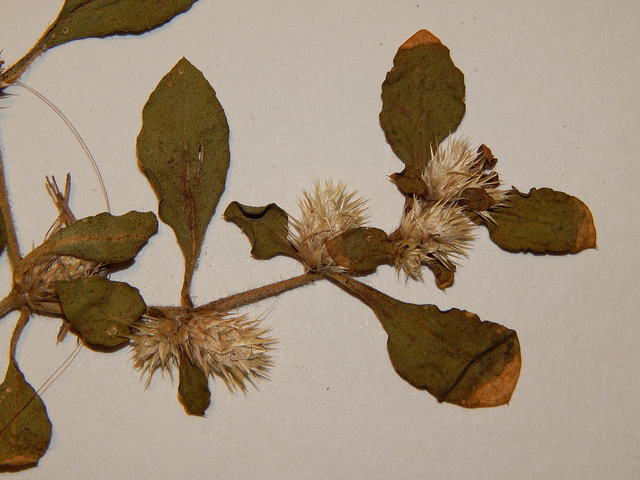 Alternanthera pungens