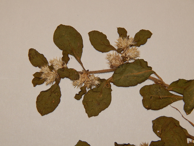 Alternanthera pungens