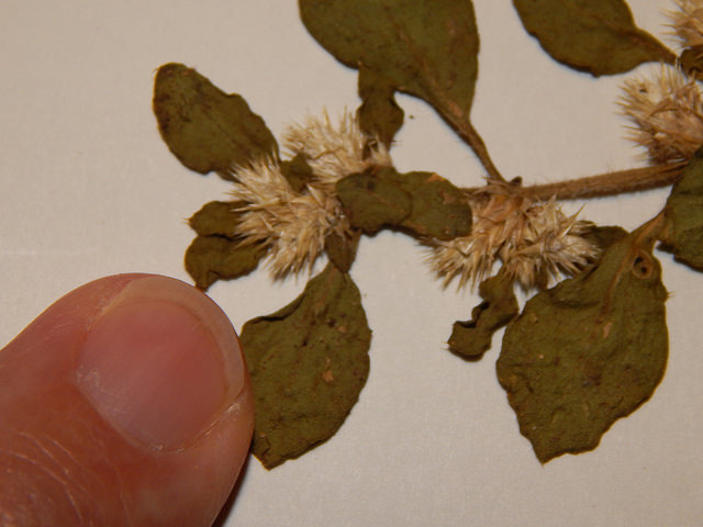 Alternanthera pungens