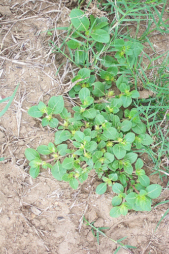 Alternanthera pungens