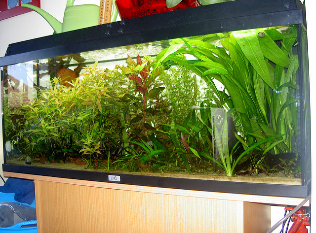 Alternanthère de reineck (Alternanthera reineckii)