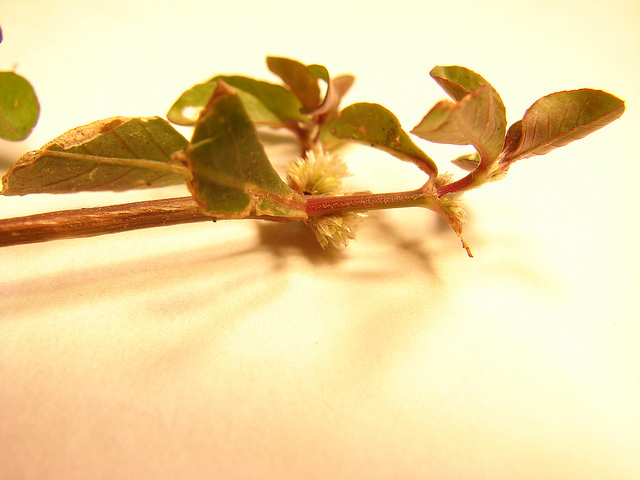 Alternanthère sessile