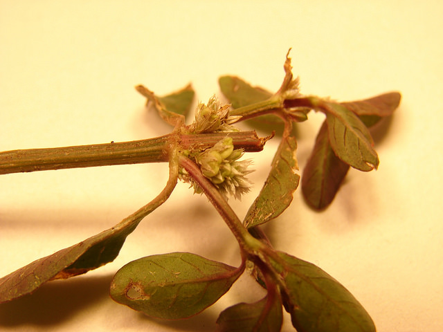 Alternanthère sessile