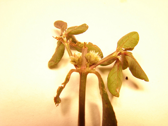 Alternanthère sessile