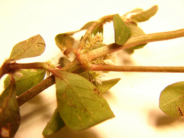 Alternanthère sessile