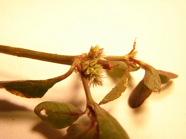 Alternanthère sessile (Alternanthera sessilis)