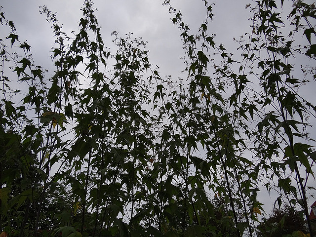 Guimauve à feuilles de cannabis