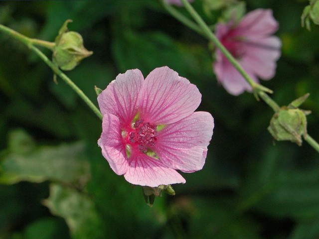 Guimauve à feuilles de cannabis (Althaea cannabina)
