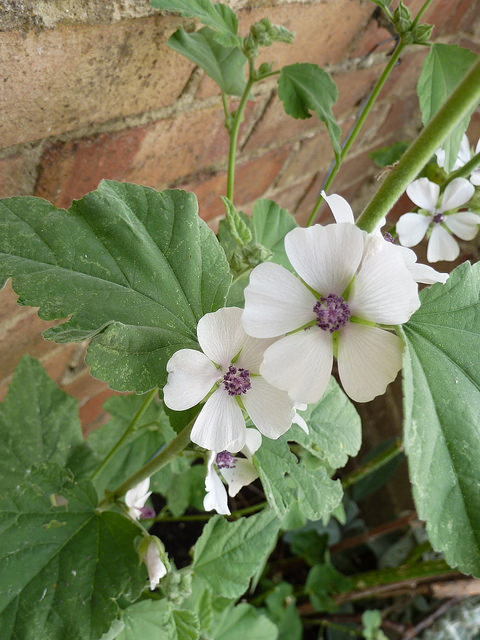 Guimauve officinale