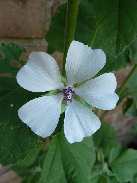 Guimauve officinale