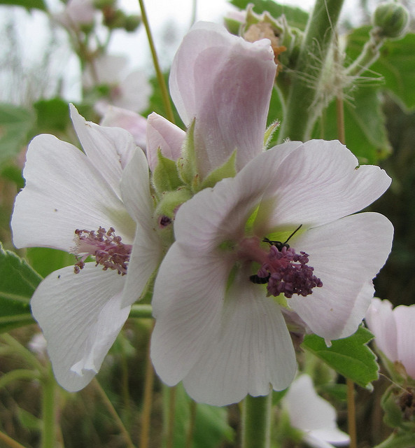 Guimauve officinale