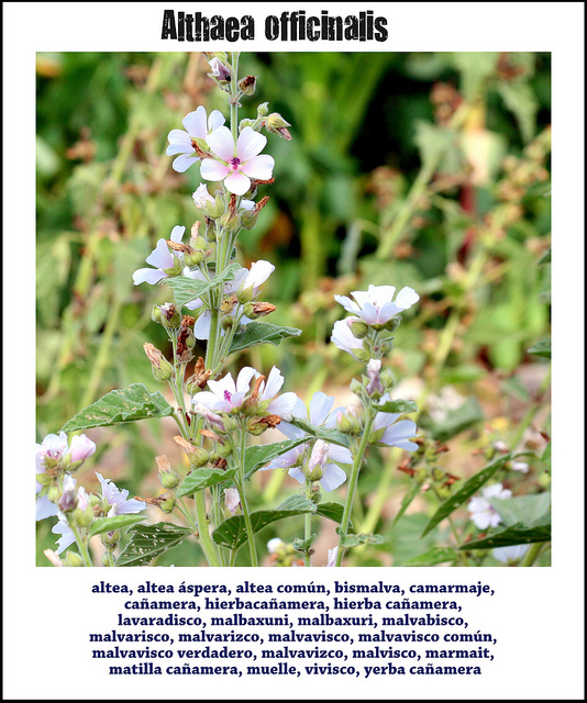 Guimauve officinale