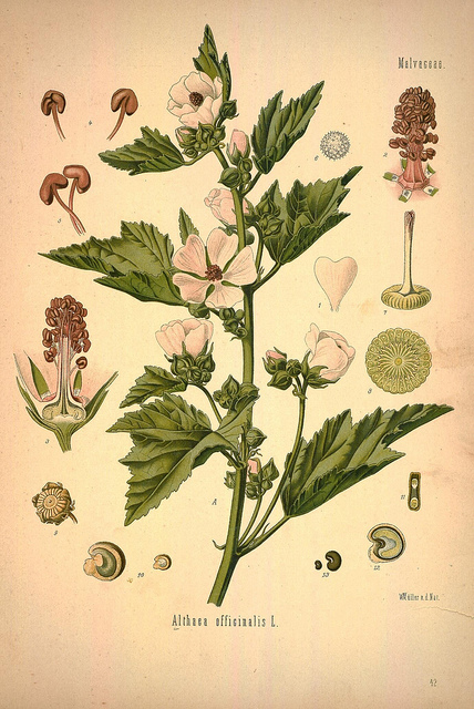 Guimauve officinale
