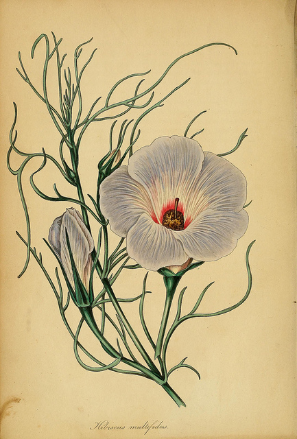 Hibiscus hakeifolius (Alyogyne hakeifolia)