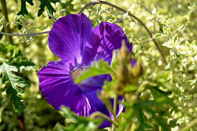 Hibiscus hakeifolius