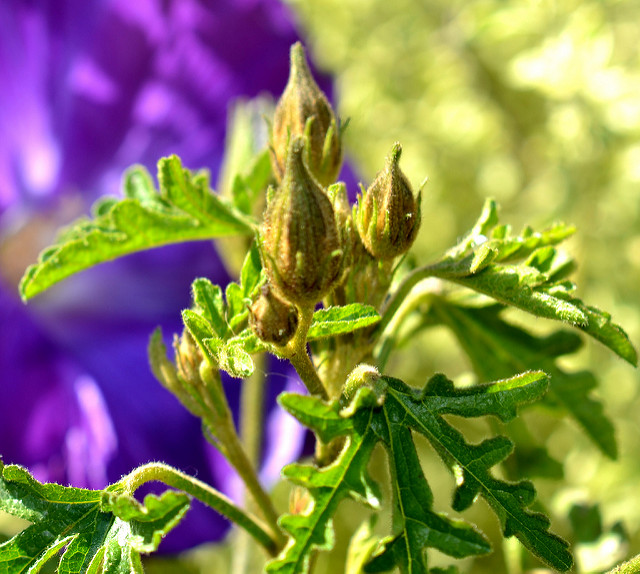 Hibiscus hakeifolius