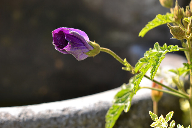Hibiscus hakeifolius