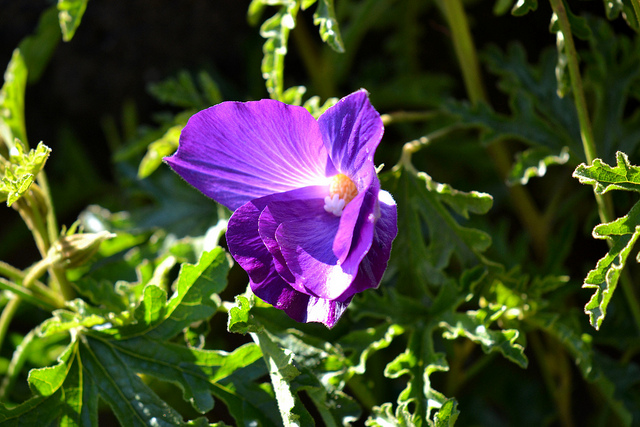 Hibiscus hakeifolius