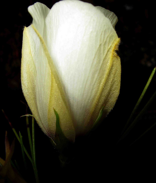 Hibiscus hakeifolius