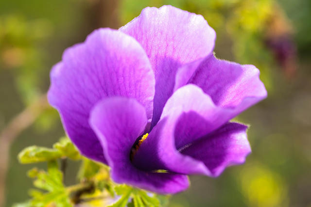 Hibiscus bleu