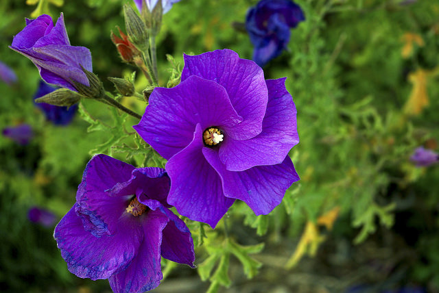 Hibiscus bleu